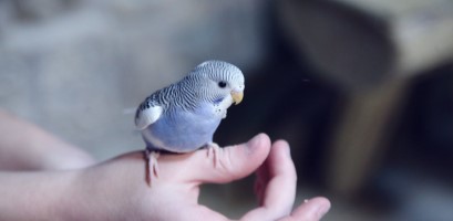 Bird on Hand