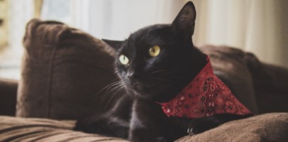 Black cat with Bandana